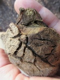 Scleroderma polyrhizum image