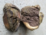 Scleroderma polyrhizum image