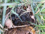 Scleroderma polyrhizum image