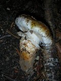 Tricholoma focale image