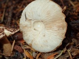 Lepiota cortinarius image