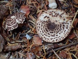 Lepiota cortinarius image