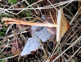 Lepiota cristata image