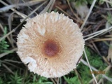 Lepiota cristata image