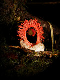 Laternea pusilla image