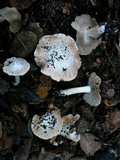 Inocybe brunnescens image
