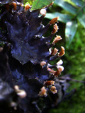 Peltigera neopolydactyla image