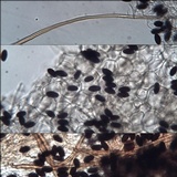 Parasola conopilea image