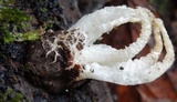 Blumenavia rhacodes image