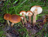 Cystoderma fallax image