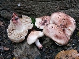 Inocybe adaequata image
