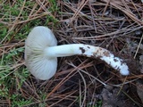 Tricholoma portentosum image