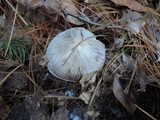 Tricholoma portentosum image