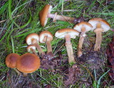 Cystoderma fallax image