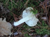 Tricholoma portentosum image