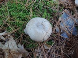 Tricholoma portentosum image