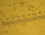 Cystoderma fallax image