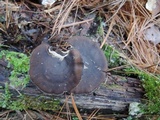 Polyporus brumalis image
