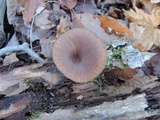 Pseudoclitocybe cyathiformis image
