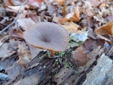 Pseudoclitocybe cyathiformis image