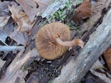 Pseudoclitocybe cyathiformis image