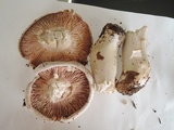 Tricholoma stiparophyllum image