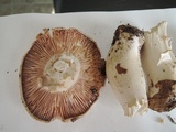 Tricholoma stiparophyllum image