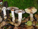 Cortinarius glutinosoarmillatus image
