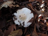 Tricholoma stiparophyllum image