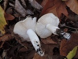 Tricholoma stiparophyllum image