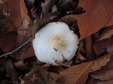 Tricholoma stiparophyllum image