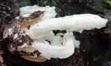 Blumenavia rhacodes image