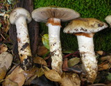 Cortinarius glutinosoarmillatus image
