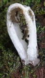 Ligiella rodrigueziana image
