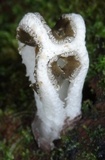 Ligiella rodrigueziana image