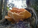 Laetiporus cincinnatus image
