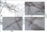 Coprinopsis cinerea image