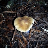 Cortinarius seidliae image
