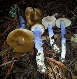 Cortinarius seidliae image