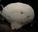 Ganoderma australe image