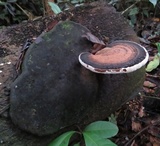 Ganoderma australe image