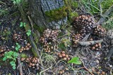 Psathyrella piluliformis image