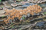 Psathyrella piluliformis image