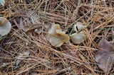 Clitocybe subditopoda image