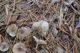 Clitocybe subditopoda image