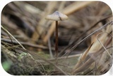 Psilocybe azurescens image