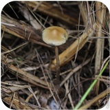 Psilocybe azurescens image