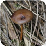 Psilocybe azurescens image