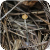 Psilocybe azurescens image