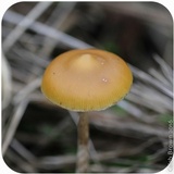 Psilocybe azurescens image